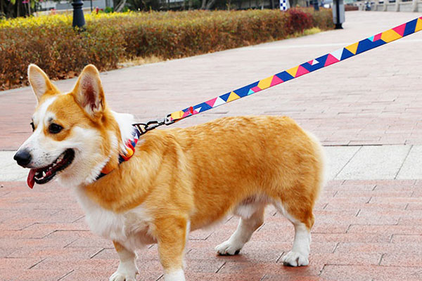 Pet Restraints