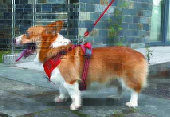 Best Dog Harness For An Easier Walk