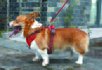 Best Dog Harness For An Easier Walk